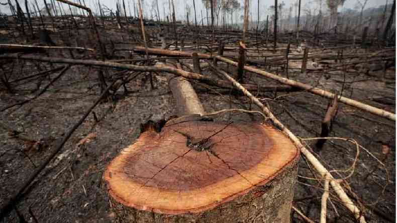 Sob governo Bolsonaro, desmatamento e queimadas na Amaznia aumentaram(foto: Reuters)