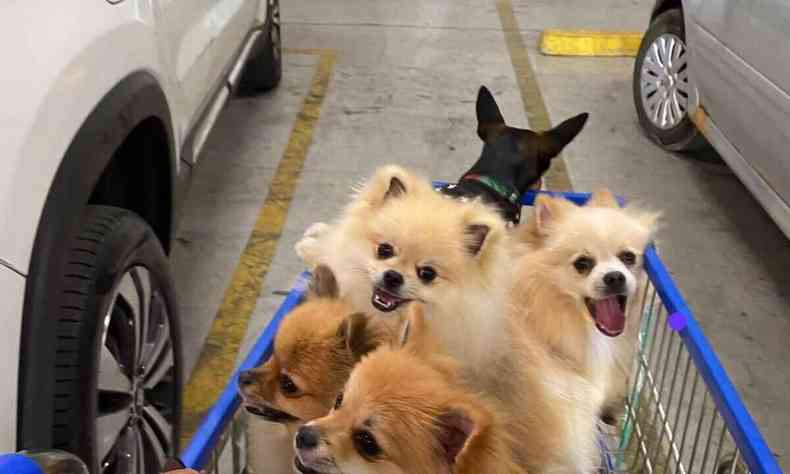 Cinco cachorros num carrinho de supermercado em estacionamento, com dois carros ao lado