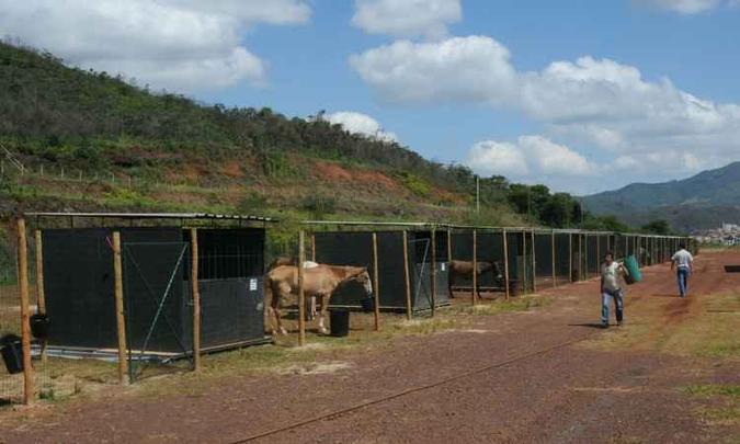 Cavalos foram levados para área rural pertencente à mineradora Vale em Mariana, onde recebem tratamento veterinário(foto: Tulio Santos/EM/D.A/Press) Cavalos foram levados para área rural pertencente à mineradora Vale em Mariana, onde recebem tratamento veterinário(foto: Tulio Santos/EM/D.A/Press)