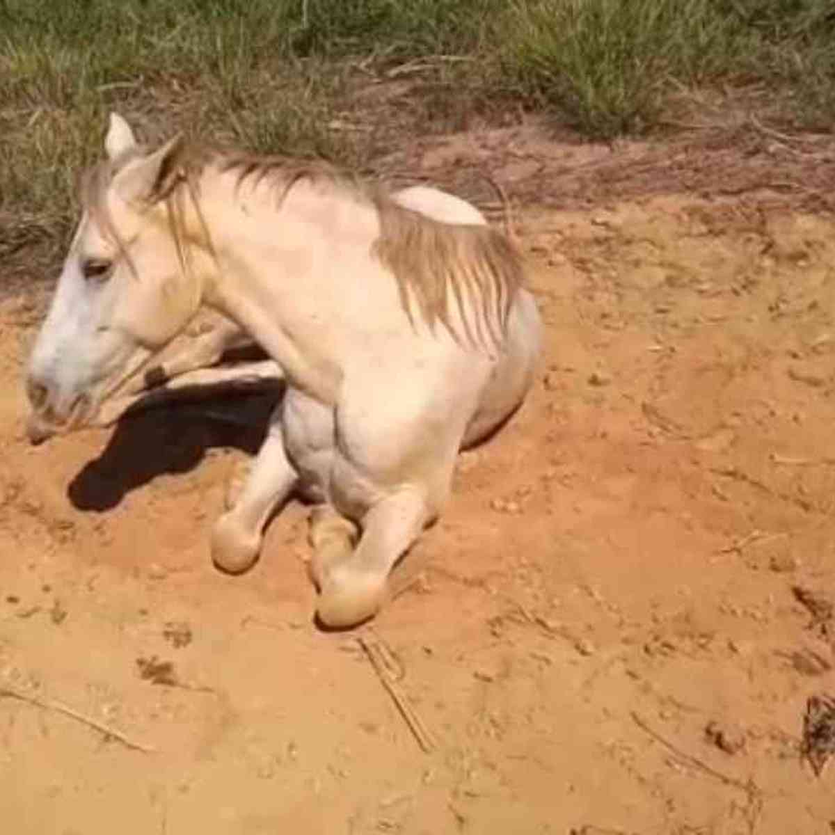 Cavalo com patas quebradas e marcas de maus-tratos é resgatado no norte da  Bahia: 'Sede de viver gigante', diz veterinária, Bahia