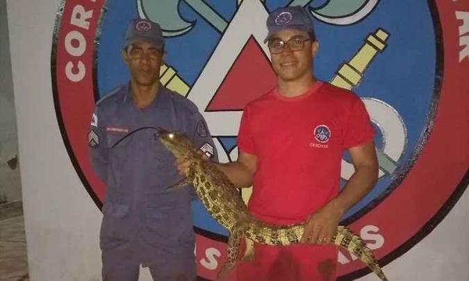 Militares vão soltar o animal em um local seguro na segunda-feira (foto: Corpo de Bombeiros/Divulgação) Militares vão soltar o animal em um local seguro na segunda-feira (foto: Corpo de Bombeiros/Divulgação)