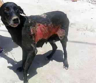 Negona, como era chamada por seu dono, segue em tratamento em uma clnica veterinria(foto: Sociedade Galdina Protetora dos Animais (SGPAN)/Divulgao)