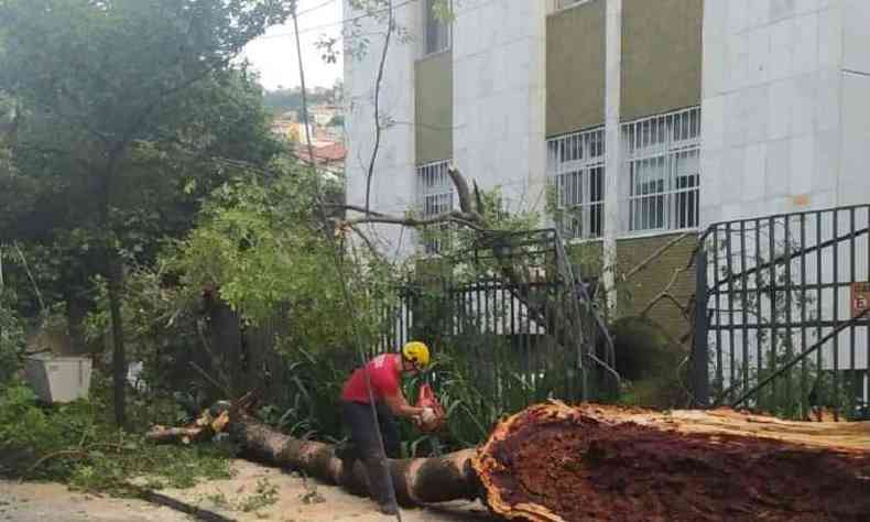 rvore era ameaa para moradores de prdio e tambm para veculos que circulavam pelo local(foto: CBMMG)