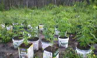 Criminosos cultivavam maconha e revendiam(foto: Polcia Civil/Divulgao)