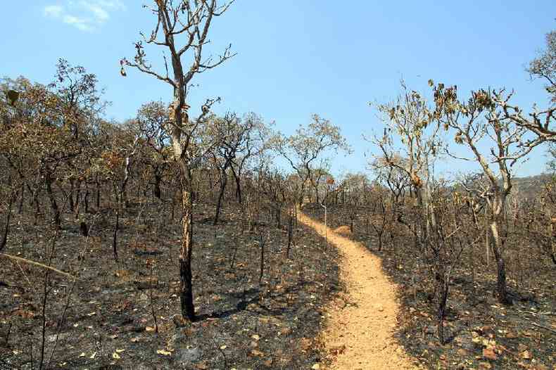 Trilha arenosa ao longo de uma seo queimada do Cerrado