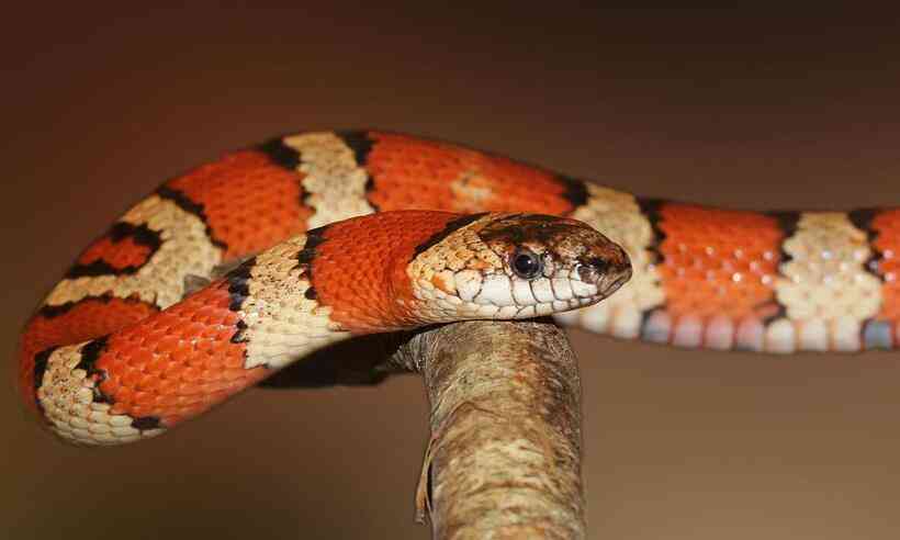 O que significa sonhar com COBRAS? - Notícias Concursos