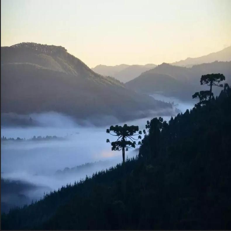 Vegetação da Serra da Mantiqueira