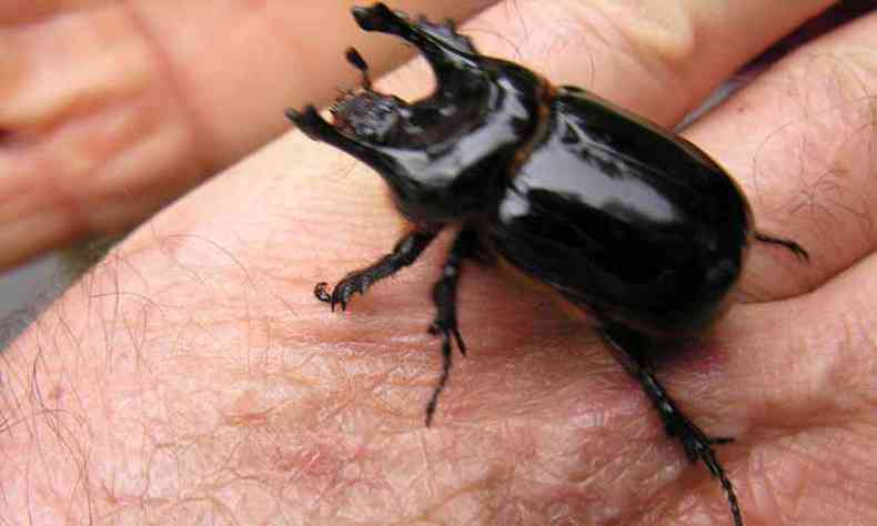 Grande BH sofre com a invasão de besouros: risco ou não à saúde?(foto: Padre Lauro Palu/Divulgação)