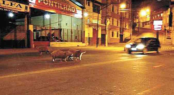 Capivaras em rua de Ponte Nova, na Zona da Mata: prefeitura quer levar animais para um parque(foto: Prefeitura de Ponte Nova/Divulgao)