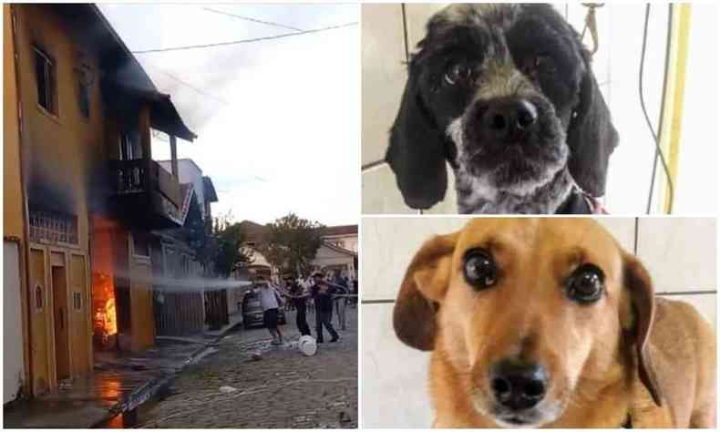 Montagem com casa em chamas e dois cachorros que morreram no incndio