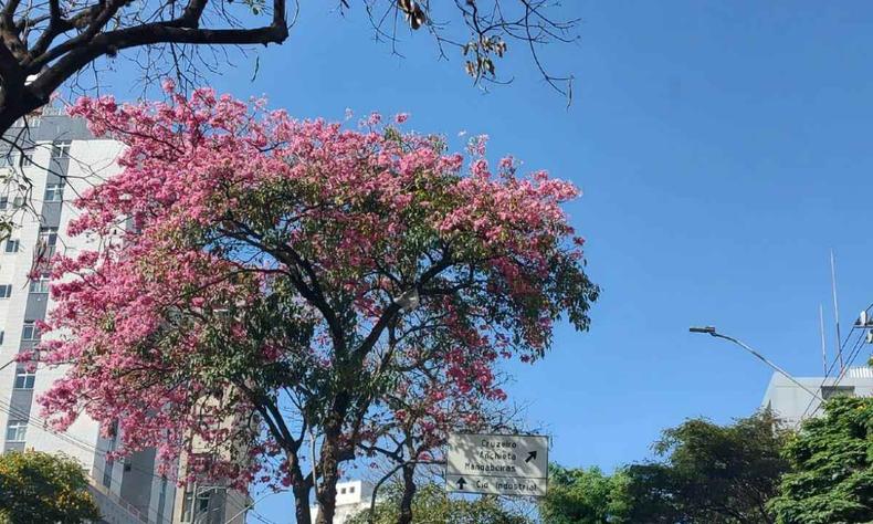 rvore com flores rosas e o cu azul