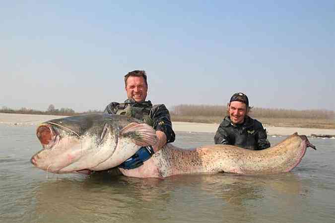 Uli Schuppler e Stefan Seuss carregam o peixe de quase dois metros e meio pescado na Itlia (foto: Reproduo / www.neckarwaller.com)