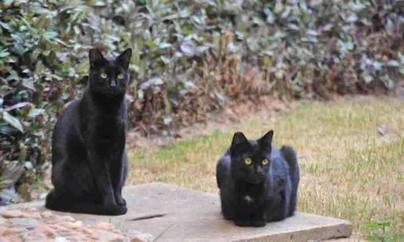 Dois gatos pretos, o da direita, deitado em cima das quatro patas, e o da esquerda, sentado.