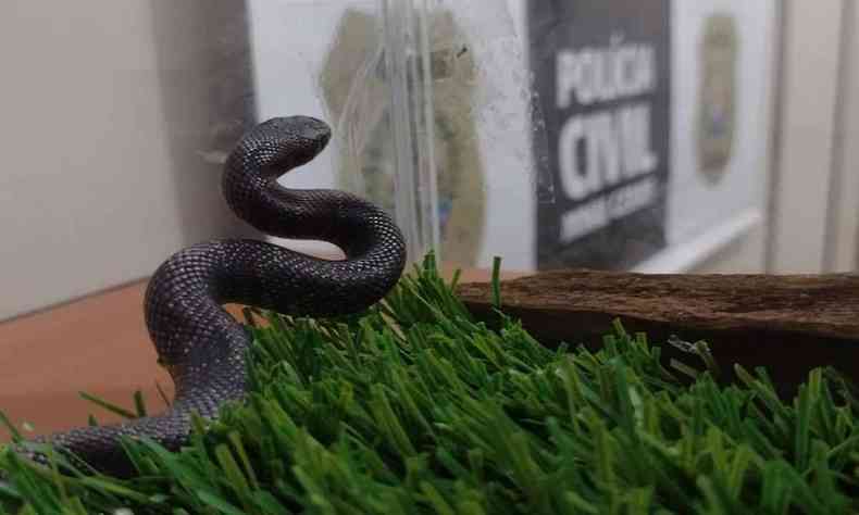 Cobra preta em caixa de vidro
