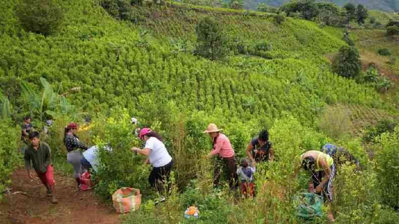 Coletores de folhas de coca em campo