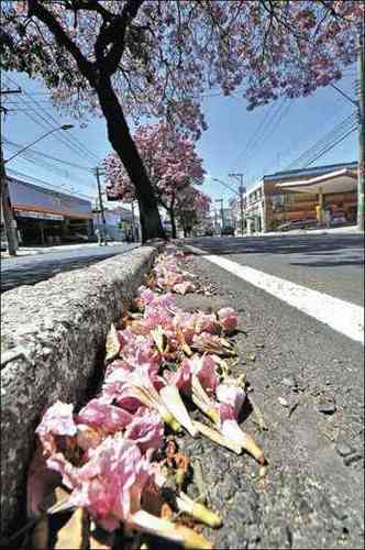 Tapetes de flores roxas se formam ao longo da Avenida Pedro II(foto: Beto Novaes/EM/D.A Press)