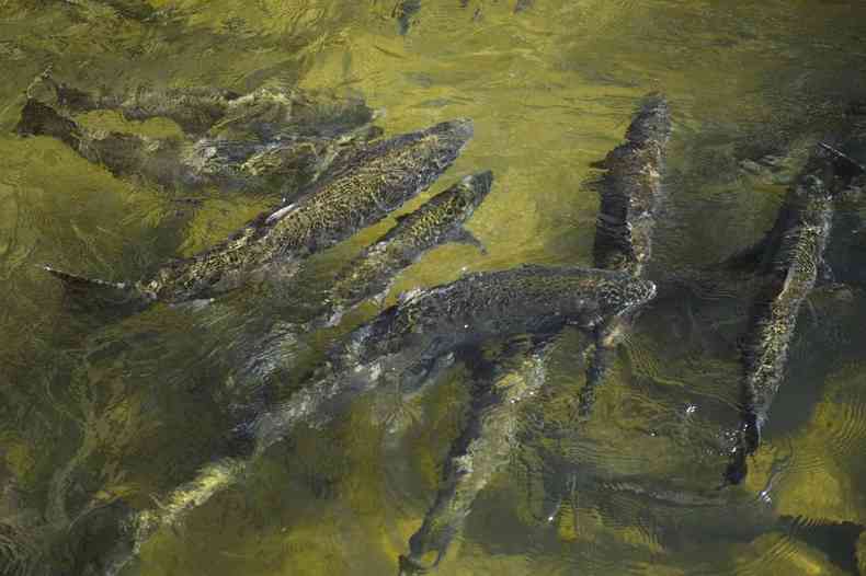 Salmes sobem escada de peixes em rio na Califrnia