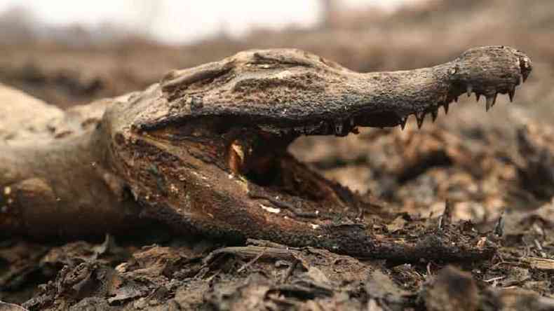 A fauna local, como esse jacar, tem sofrido profundamente com os incndios no Pantanal(foto: Reuters)