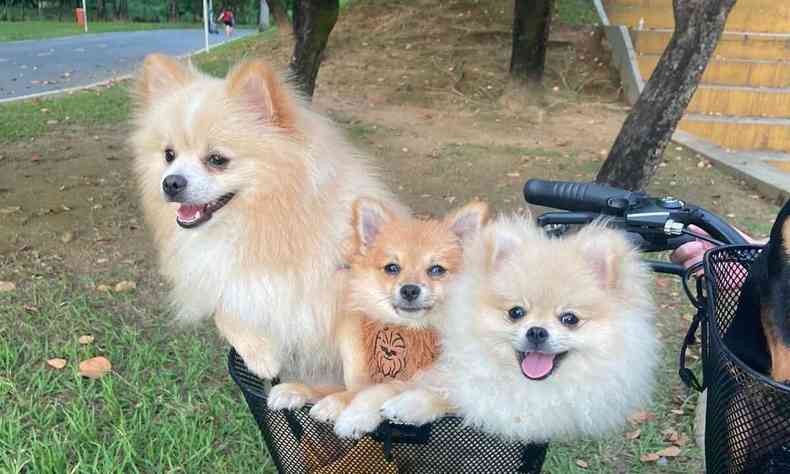 Trs cachorros em cesta de bicicleta em um parque