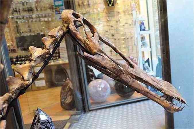 Fotos postadas na internet para atrair compradores: segundo a paleontloga Taissa Rodrigues, especialista em pterossauros, a pea  uma das mais completas j encontradas (foto: (Reproduo/Internet))