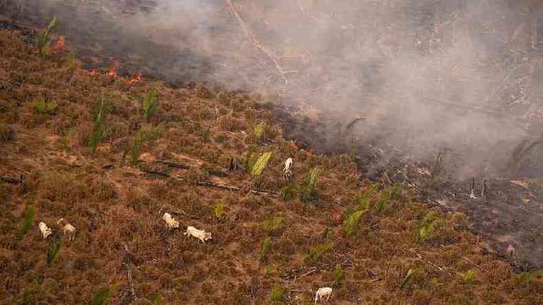 Sobrevoo do Greenpeace em fazenda na Amazônia em 2020 mostra gado sendo colocado em área recém queimada
