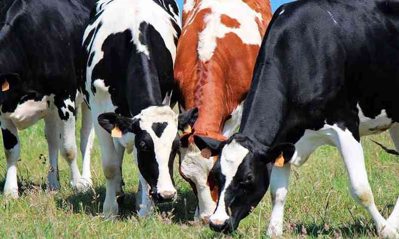 Cinco vacas morreram por ingerir sacos plsticos provenientes do aterro