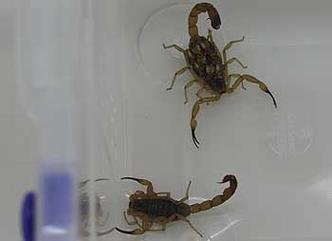 No ano passado, foram registrados 1.254 atendimentos envolvendo escorpi�es no Jo�o XXIII(foto: Gleisson Mateus)