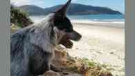 Cães na praia: diversão garantida, mas com cuidados