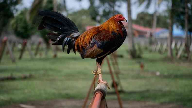 Esta no  a primeira vez que o dono de um galo de briga  morto pelo animal no pas (imagem ilustrativa)(foto: Getty Images)