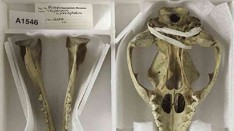 O esqueleto do ltimo tigre-da-Tasmnia conhecido