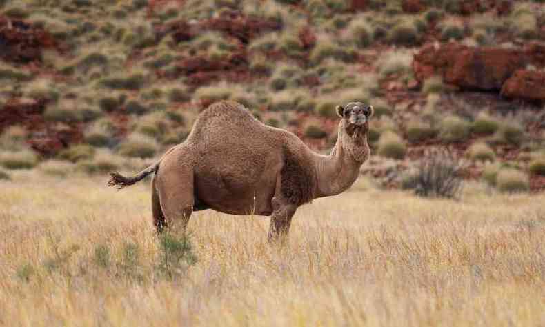 Camelos (foto: Pexels)