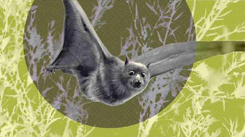 Morcegos polinizam mais de 500 espcies de plantas