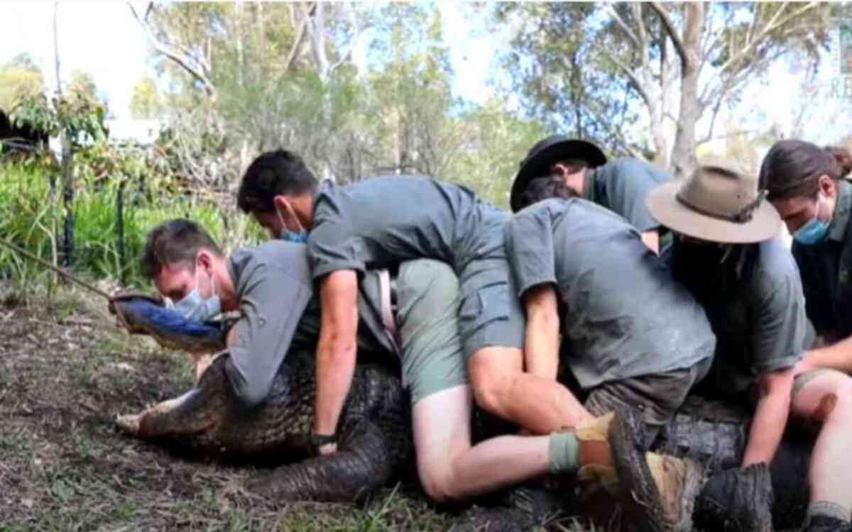  Jacaré 'viciado em sexo' é contido por 12 homens em zoo da Austrália 