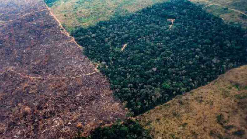 O desmatamento aumentou substancialmente na floresta