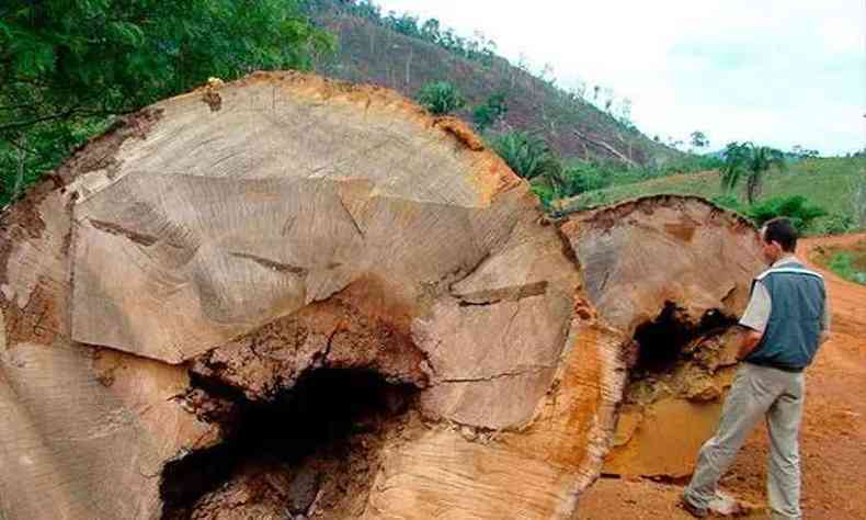 Castanheiras derrubadas ilegalmente: queimadas e desmatamento assolam a Amazônia há décadas. (foto: Ana Cotta, 2007)