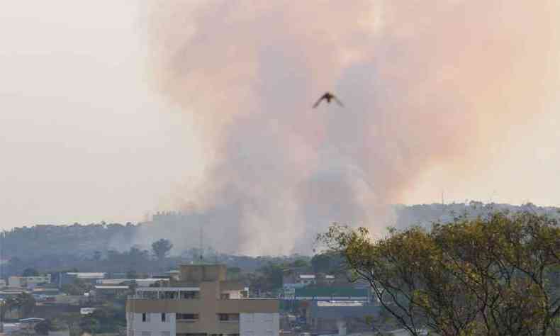 Fumaa de incndio na mata da UFMG, que exigiu ao dos bombeiros desde a manh at o fim da tarde(foto: Gladyston Rodrigues/EM/D.A Press)