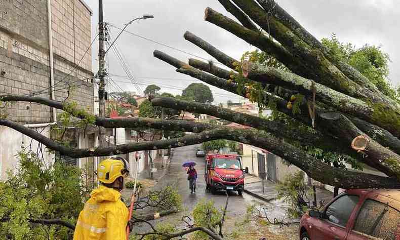 Bombeiros fazem a retirada de árvore que caiu sobre um carro, no Bairro Santa Mônica