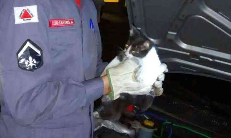 Assustado, gatinho estava se escondendo entre as peas do motor e deu trabalho para os militares(foto: Corpo de Bombeiros/Divulgao)