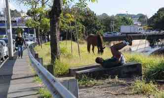 Cavalo solto ao lado da pista de caminhada(foto: Paulo Filgueiras/EM/D.A PRESS)
