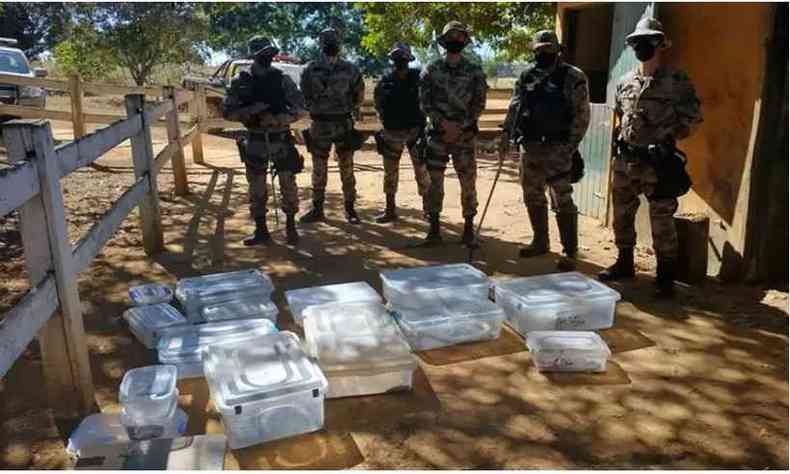 Policiais encontraram 16 serpentes escondidas, em caixas individuais, em uma baia de cavalo em Planaltina(foto: BPMA/Divulgao)