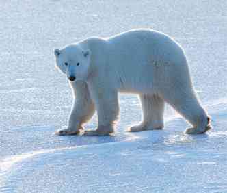 Para caar e criar os filhotes, os ursos-polares precisam de gelo. Como derretimento cada vez mais acelerado das camadas congeladas, as atividades ficam prejudicadas(foto: ANDREW DEROCHER/DIVULGAO)