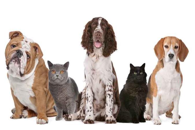 (foto: Pet Trends/Divulgação) (foto: Pet Trends/Divulgação)