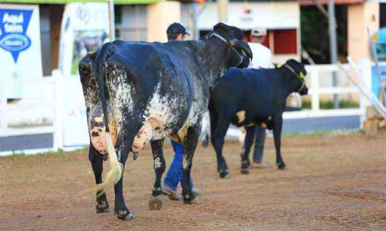 Protesto dos caminhoneiros afetou alimentao das vacas lactantes, que no recuperaram a produo anterior (foto: Carlos Lopes/Megaleite/Divulgao)