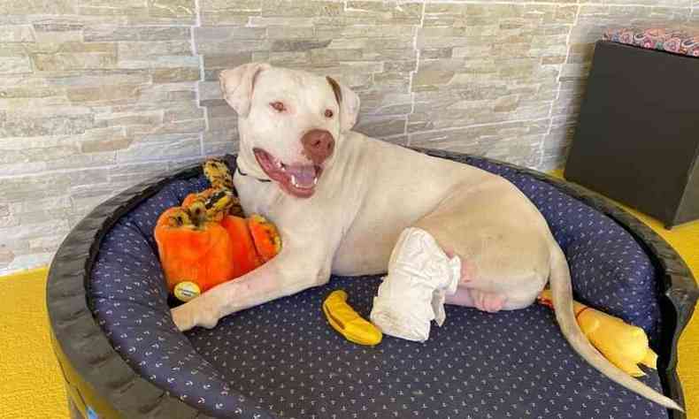 O pitbull Sanso foi torturado e teve as duas patas traseiras decepadas(foto: Arquivo pessoal)