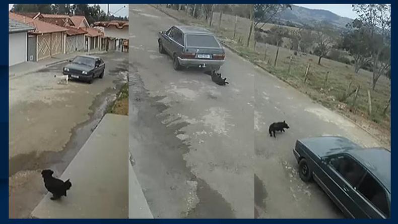 Animais passam bem e estão sendo medicados(foto: Câmeras de segurança) Cameras de segurança
