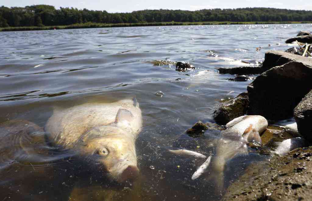  'Peixes mortos por todos os lados' em rio entre a Alemanha e a Polônia 