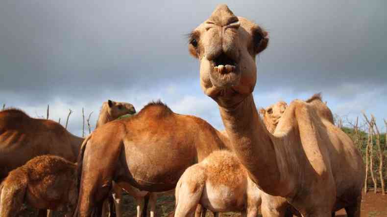 O contato prximo entre camelos e humanos tem o potencial de espalhar Mers %u2014 causada por um coronavrus mais mortal, parente da covid-19(foto: JACOB KUSHNER )