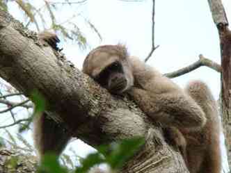 O Muriqui  o maior primata das Amricas e concentra-se em Minas Gerais, na regio de mata atlntica. Espcie est em risco de extino e  smbolo da necessidade de preservao da biodiversidade.(foto: Daniel Ferraz/Conservao Internacional)