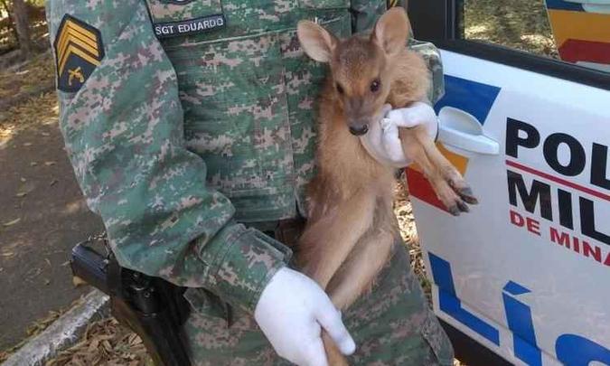 Animal tem entre 2 e 5 meses(foto: Polícia do Meio Ambiente/ divulgação) Animal tem entre 2 e 5 meses(foto: Polícia do Meio Ambiente/ divulgação)