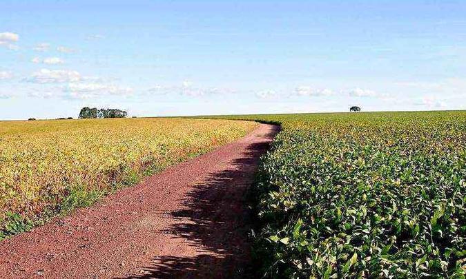 A soja apresentou significativo aumento de 8,1% da produtividade em Minas, e teve destaque no PIB estadual(foto: Jonadan Ma/Divulgação) A soja apresentou significativo aumento de 8,1% da produtividade em Minas, e teve destaque no PIB estadual(foto: Jonadan Ma/Divulgação)